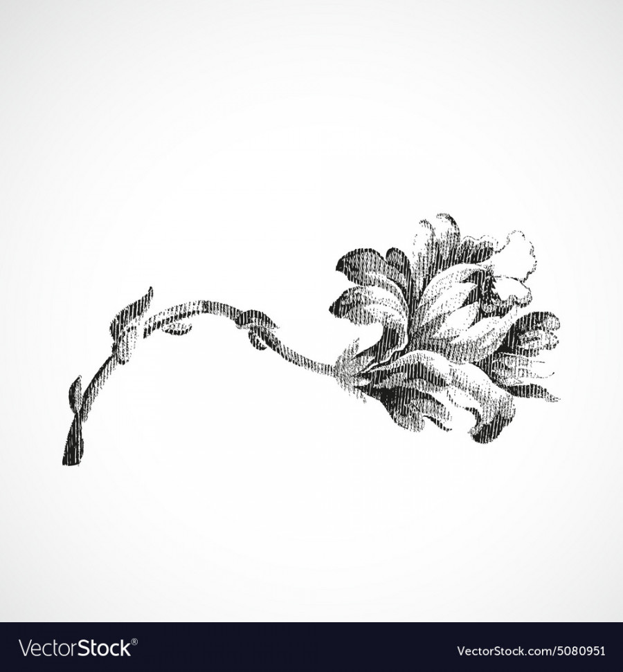 Hand-drawn horizontal flower of lily vintage Vector Image