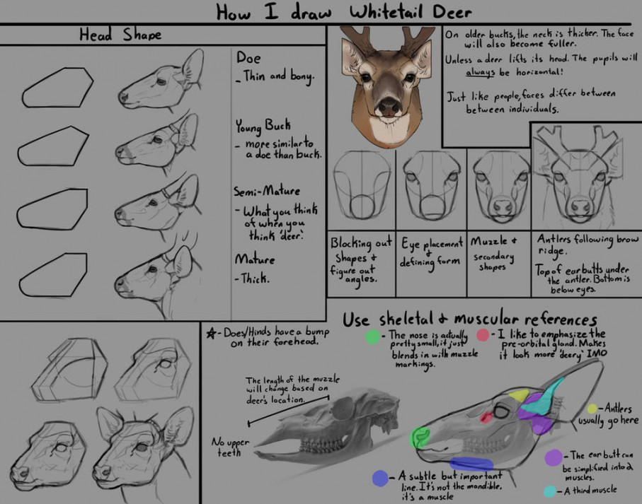 How I draw Whitetail Deer (heads) by Deertush on DeviantArt