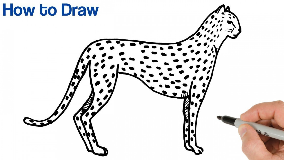 How to Draw a Cheetah Easy  Animals Drawings  Art Tutorial