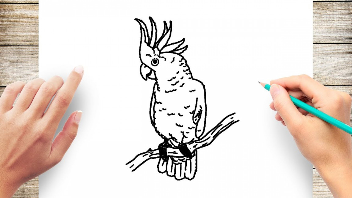 How to Draw a Cockatoo