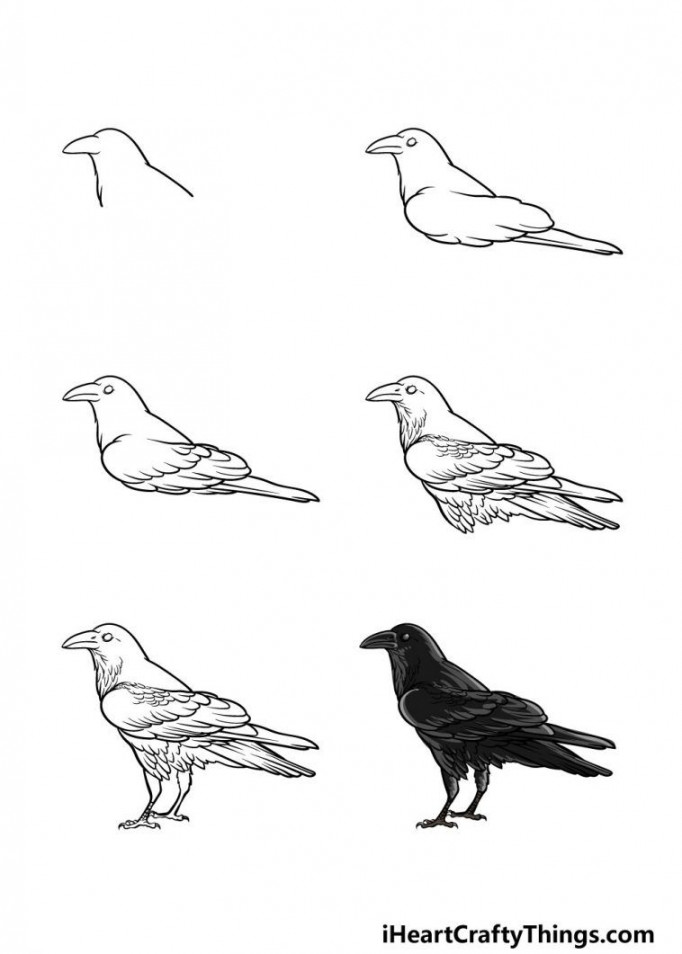 How to Draw A Crow – A Step by Step Guide  Crows drawing, Crow