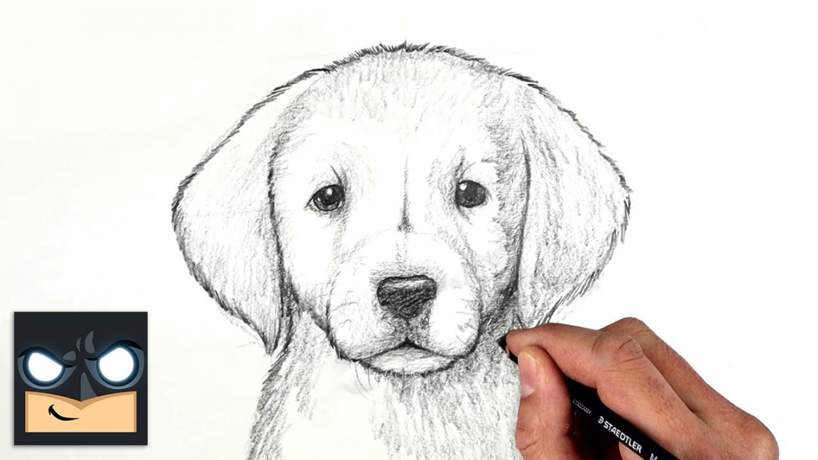 How To Draw a DOG  GOLDEN LAB PUPPY  Sketch Saturday