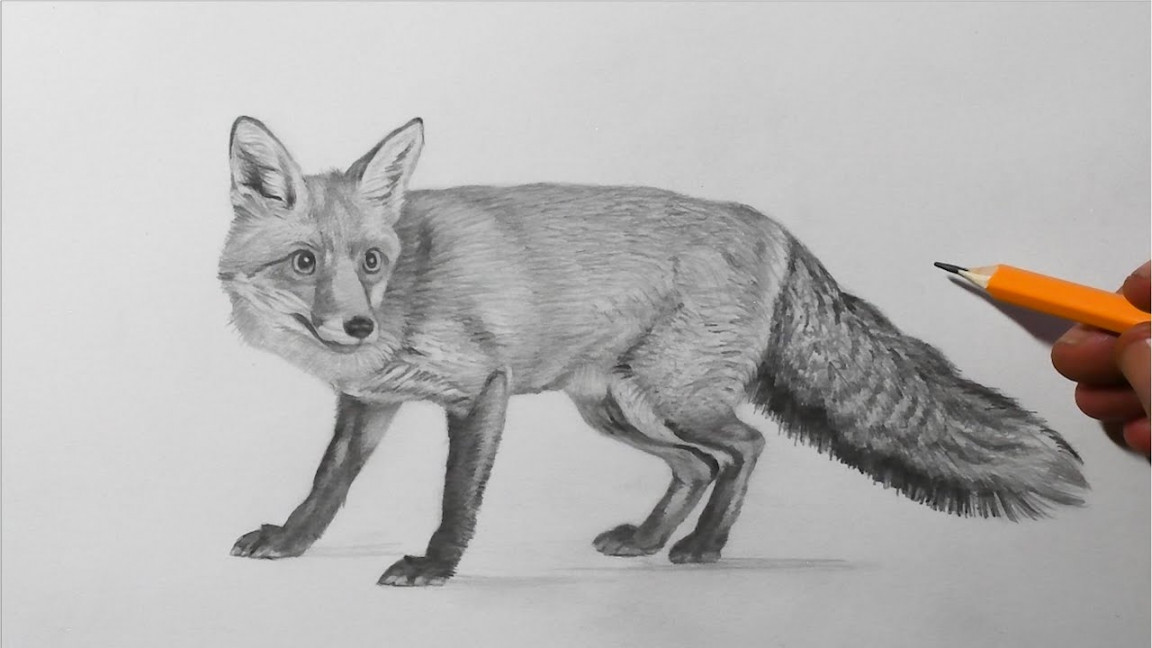 How to Draw a Fox  Pencil Drawing