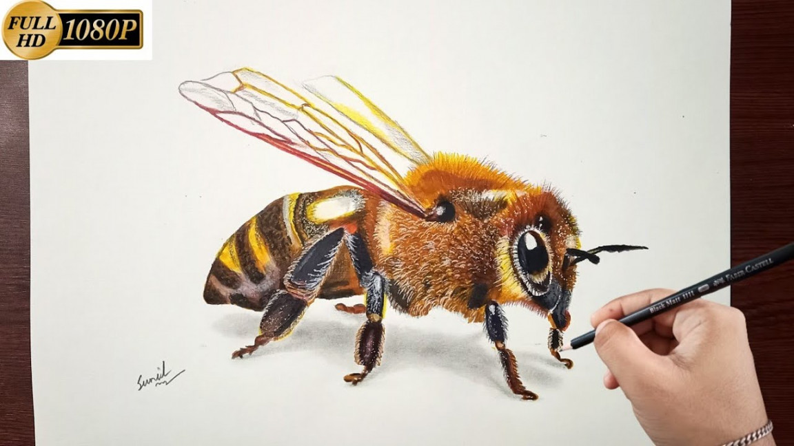 How to Draw a Honey Bee  How to Draw a Realistic Bee  Drawing a bee 🐝