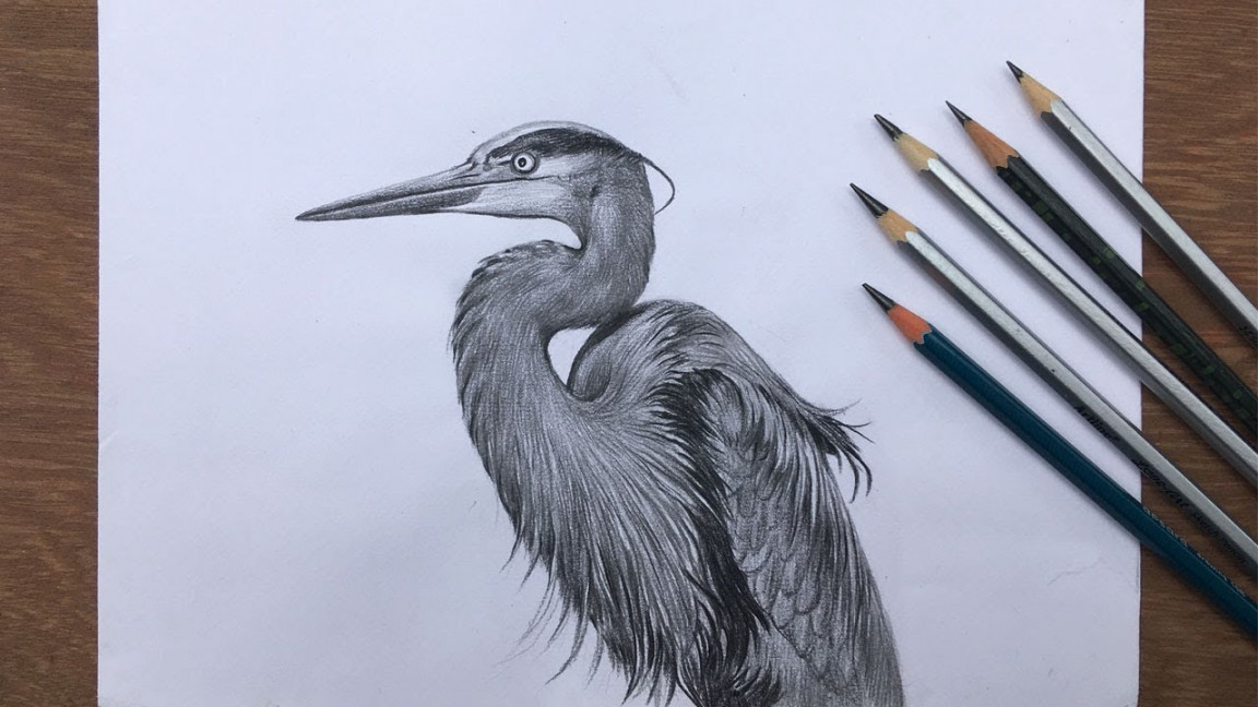 How to draw a realistic heron with pencils  pencil shading of a bird