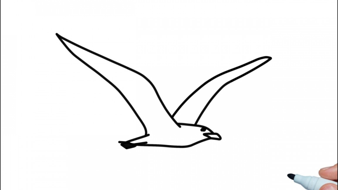 How to draw a Seagull easy step by step for beginners