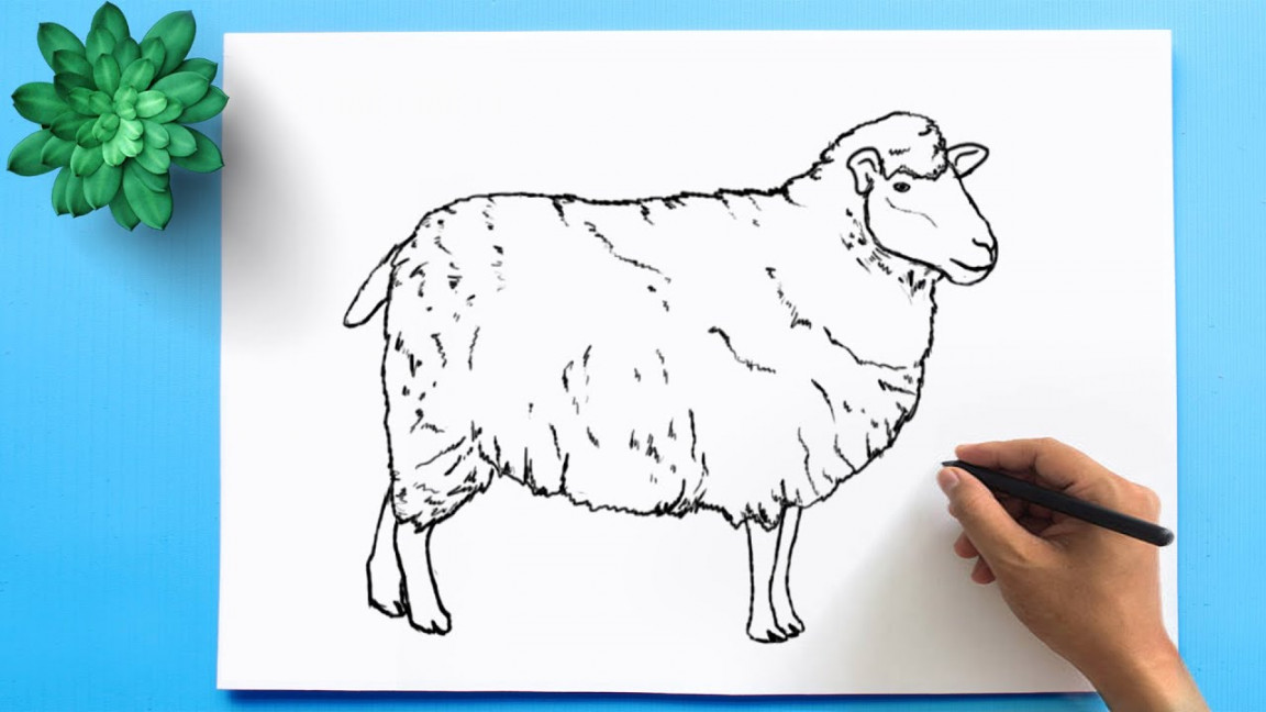 How to Draw a Sheep Easy Step by Step 🐑