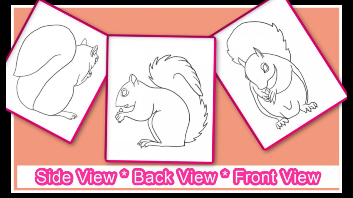 How to draw a squirrel - Front, Side and Back views