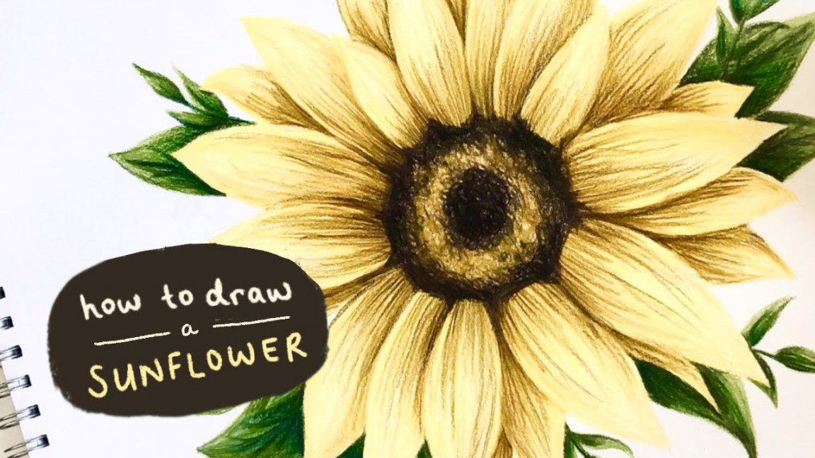 HOW TO DRAW A SUNFLOWER  drawing flowers with coloured pencils