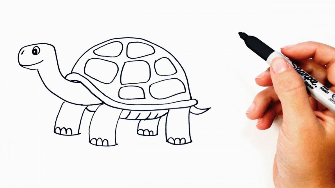 How to draw a Tortoise or Turtle Step by Step