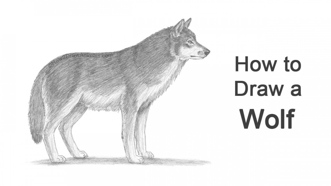 How to Draw a Wolf