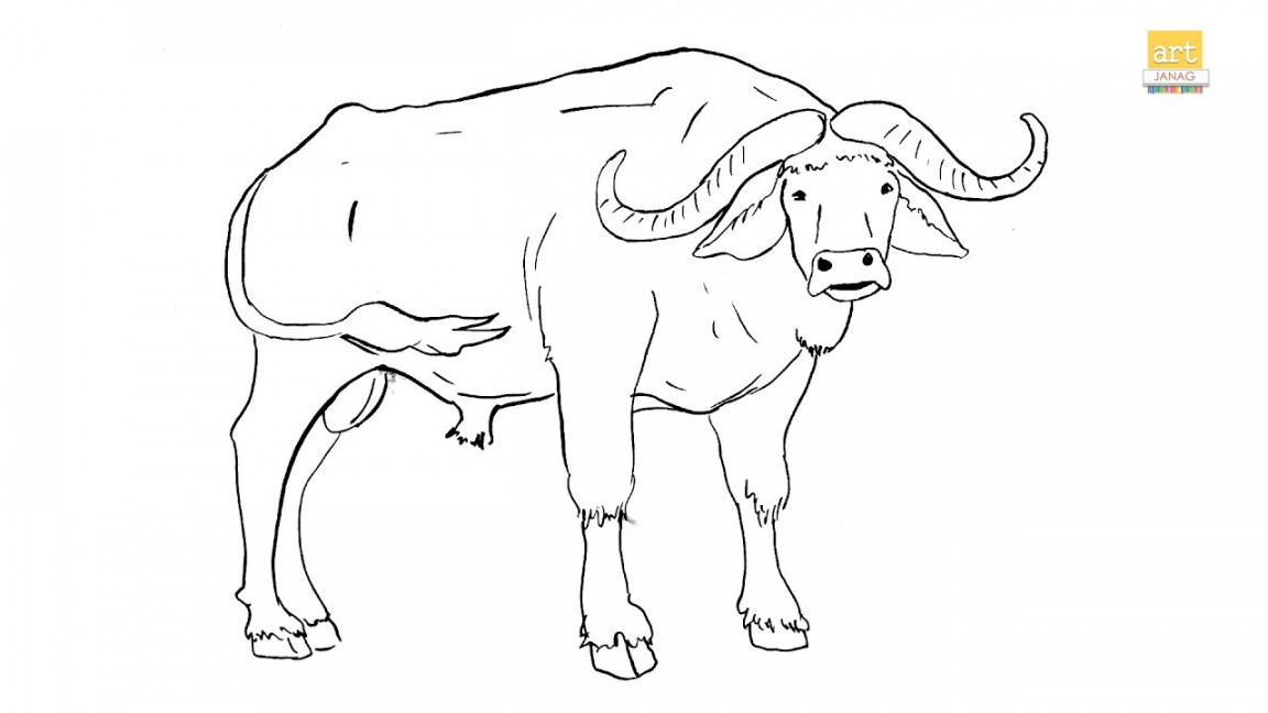 How to draw African Buffalo drawing II Draw A Buffalo drawing II #artjanag