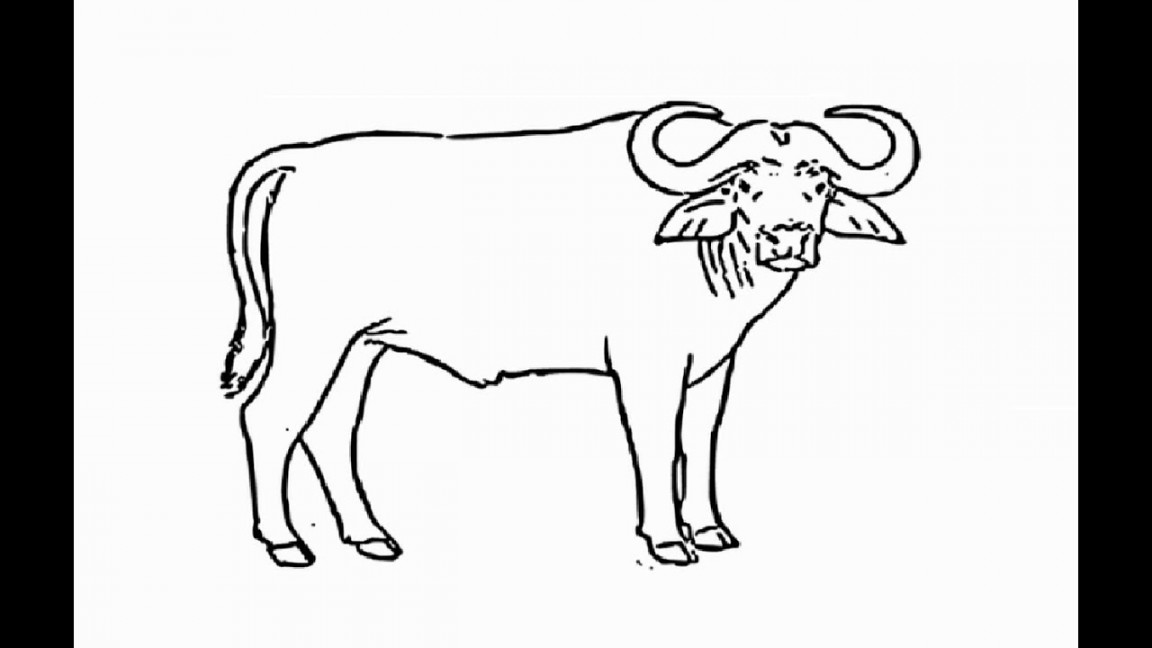 How to draw "African buffalo full body" pencil drawing step by step