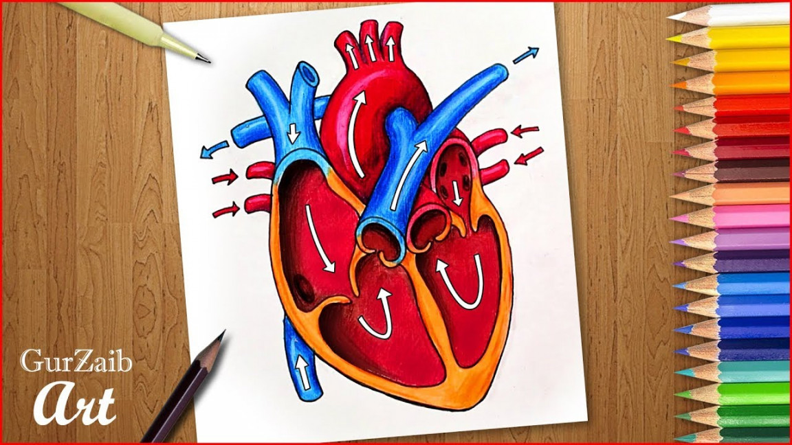 How to draw human heart diagram drawing  Heart anatomy drawing