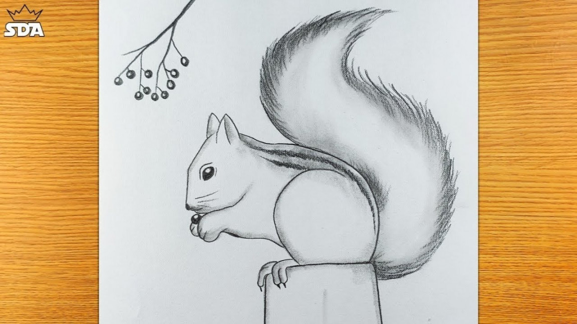 how to draw squirrel step by step easy  how to draw a squirrel eating nuts