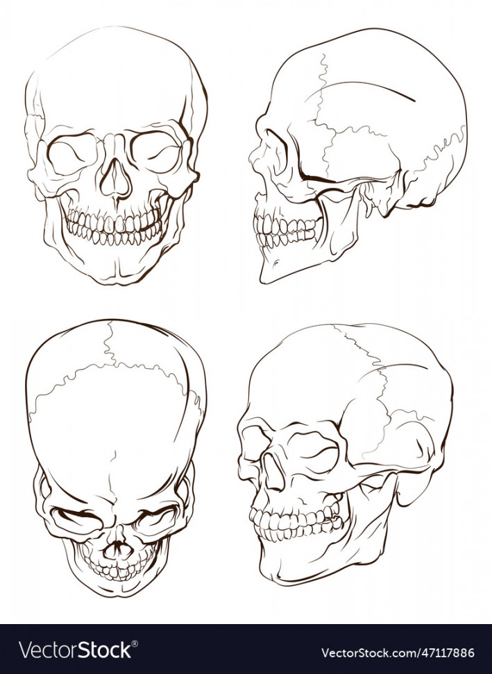 Human skull anatomical drawing different angles Vector Image