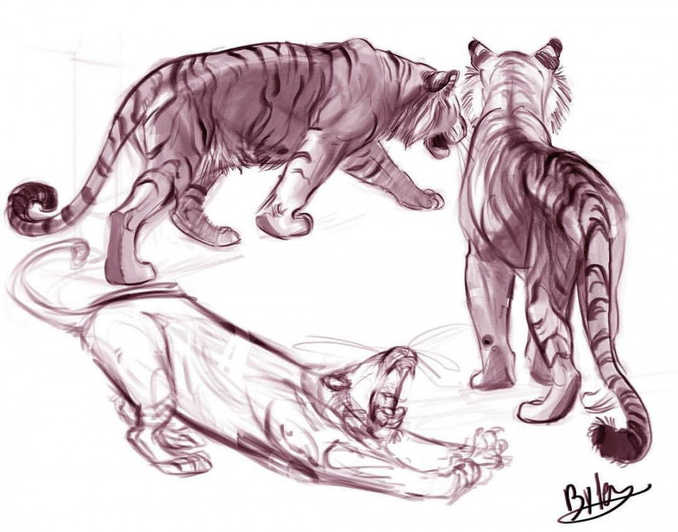 I finally decided to go back to my animal anatomy studies, and