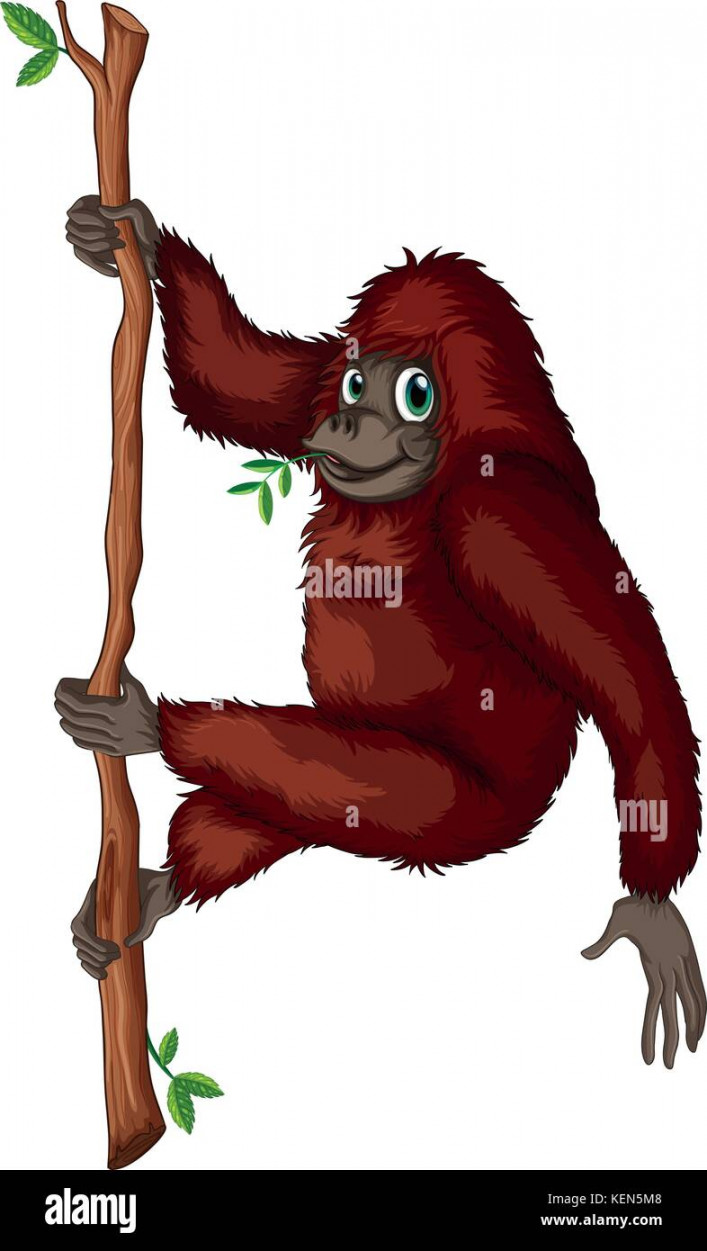 Illustration of an orangutan hanging on a vine Stock Vector Image