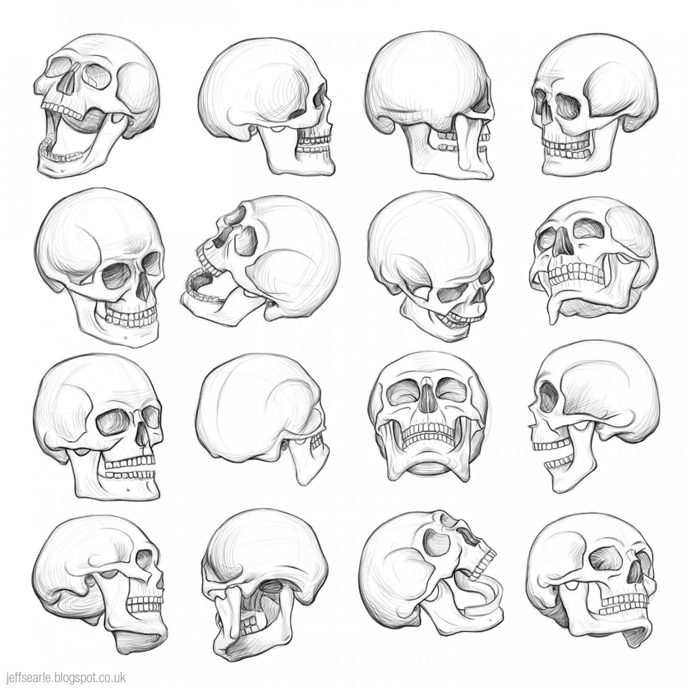 Jeff Searle: The human skull  Skull drawing, Anatomy art, Skulls