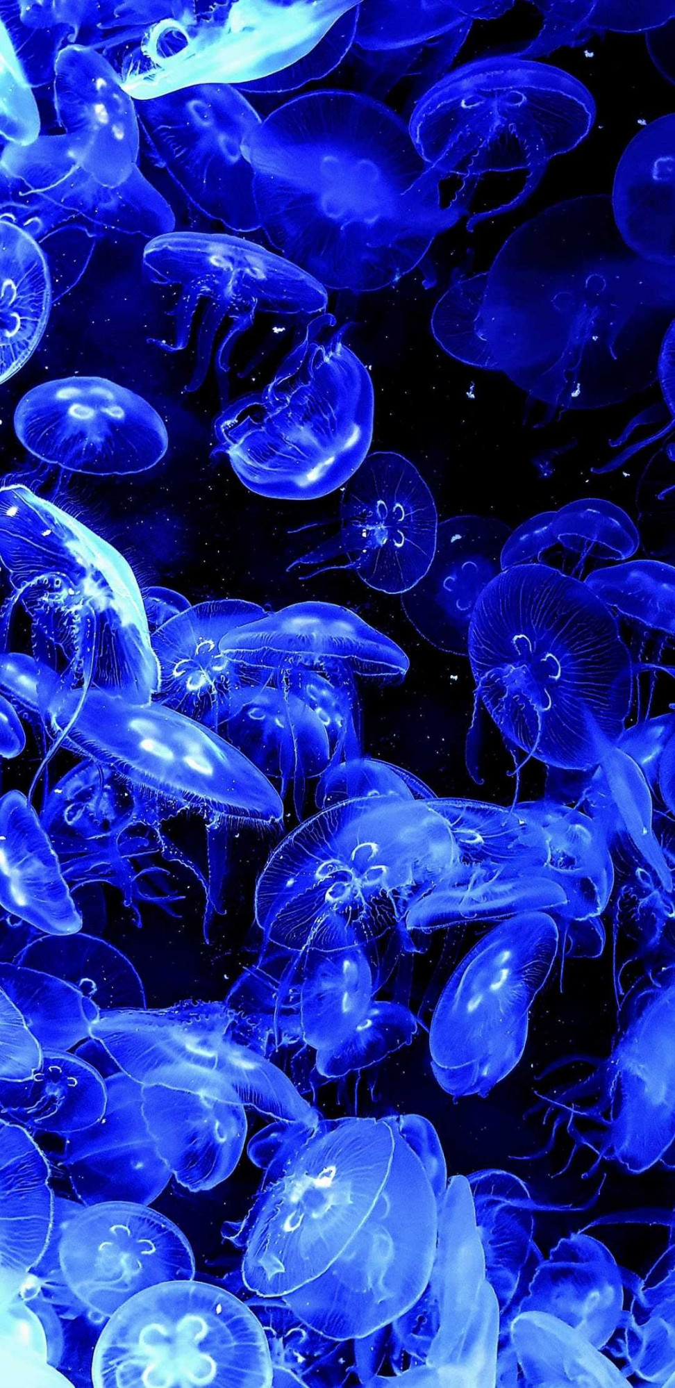 Jellyfish Wallpaper Discover more Blue Jellyfish, Glowing