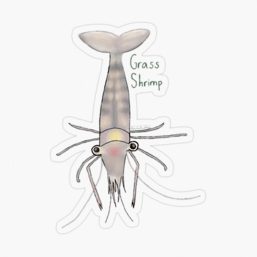 Labeled Grass Shrimp" Sticker for Sale by WaterBoutSea  Redbubble