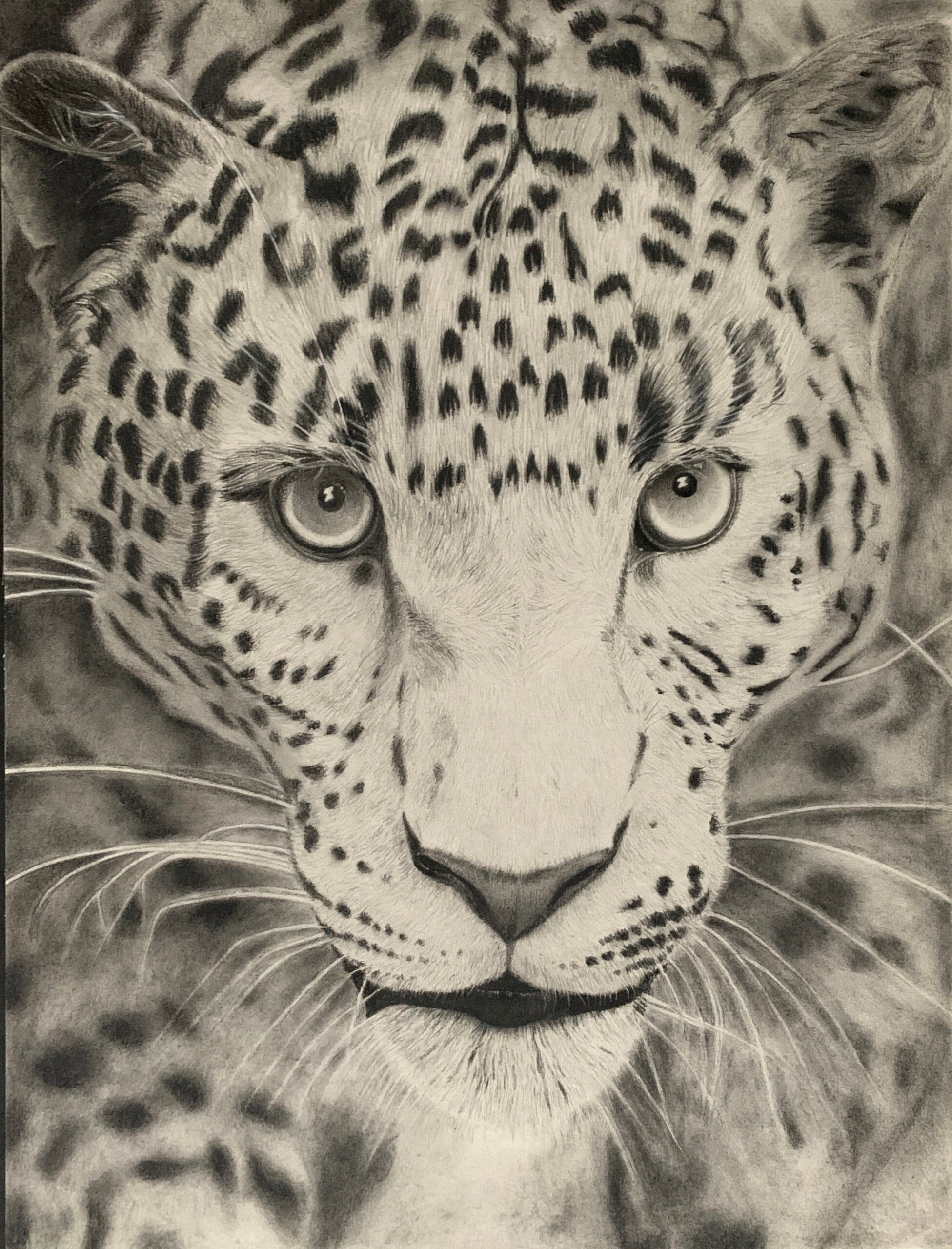 Leopard Pencil Drawing Pencil Drawings Animal Pencil Drawing