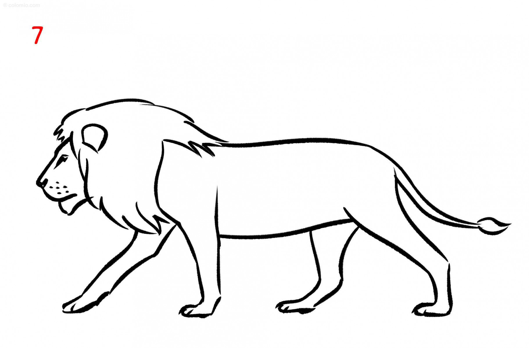 Lion Drawing Ideas ➤ How to draw a Lion