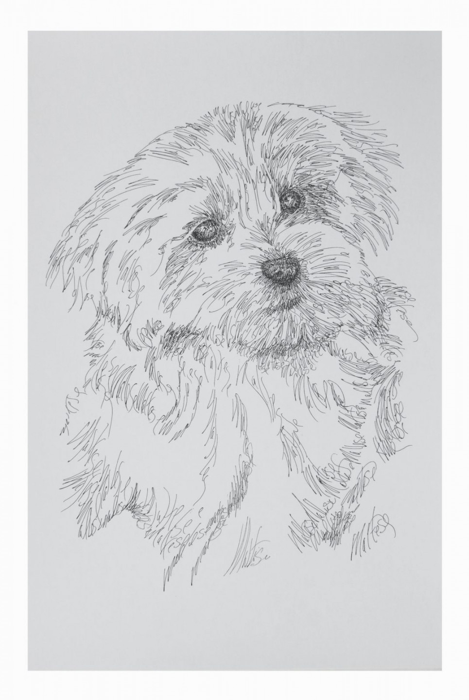 Maltese: Dog Portrait by Stephen Kline : DrawDOGS by Stephen Kline