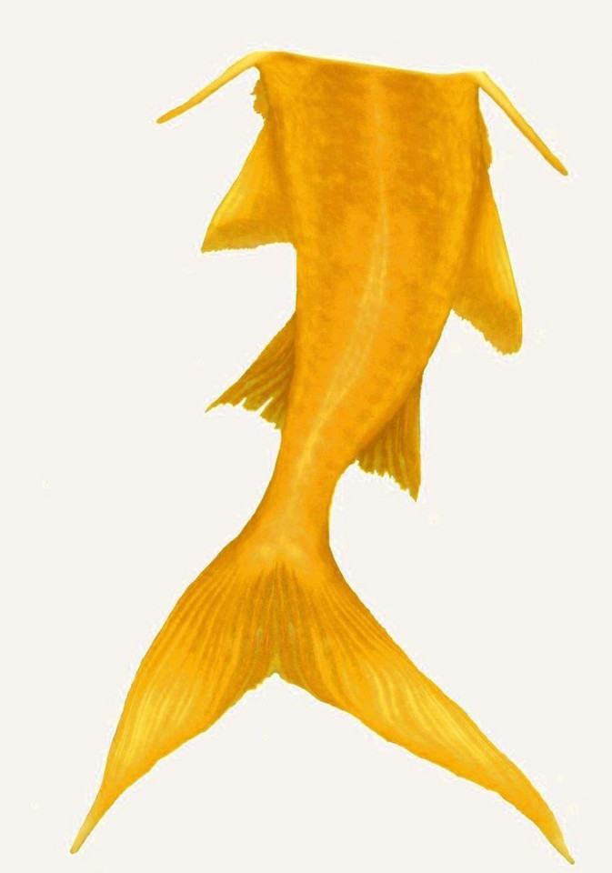 mermaid%tail%clipart  Yellow mermaid, Yellow mermaid tail