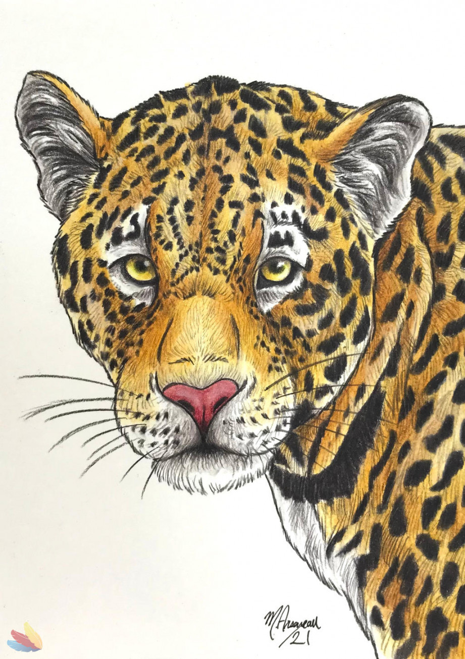 Mini Jaguar Drawing by TheArtsyPuffin on DeviantArt