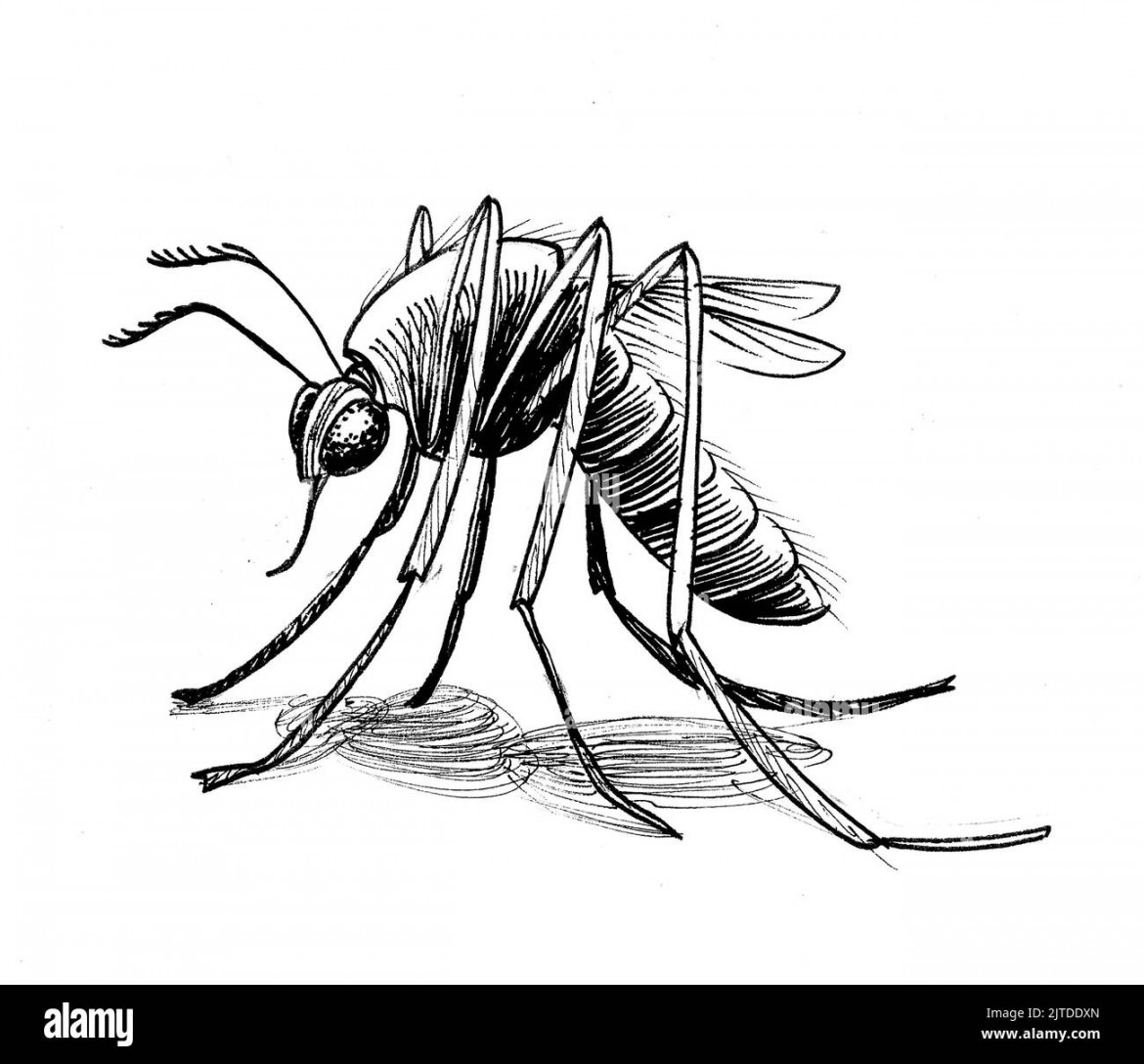 Mosquito drawing Black and White Stock Photos & Images - Alamy