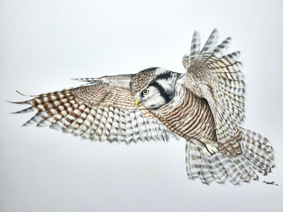 Northern Hawk Owl by corvus on DeviantArt