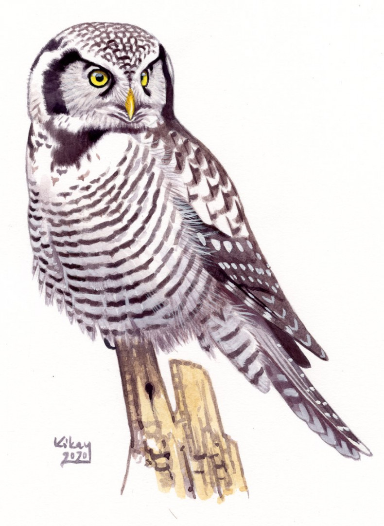 Northern Hawk Owl (Surnia ulula), watercolour and bodycolour on