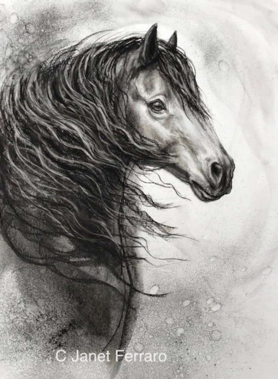 Original Charcoal-horse Charcoal Drawing