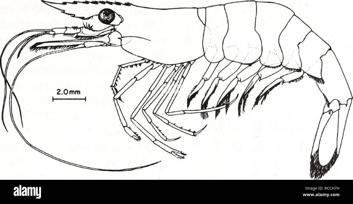 Palaemonetes grass shrimp hi-res stock photography and images - Alamy