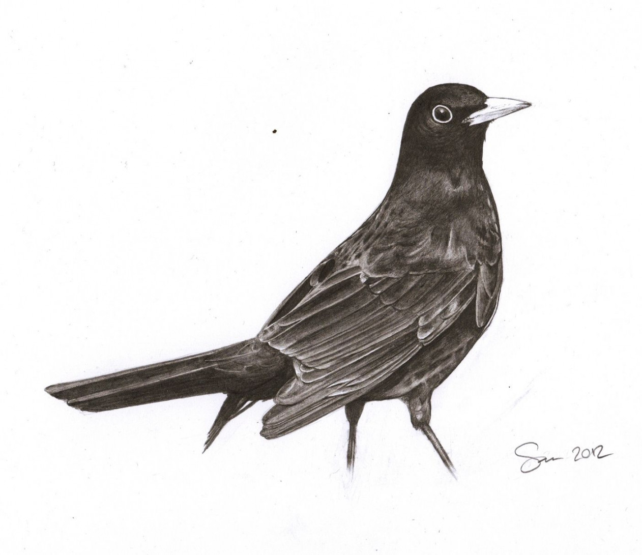 Pencil drawing of a Blackbird  Black bird tattoo, Black bird, Bird