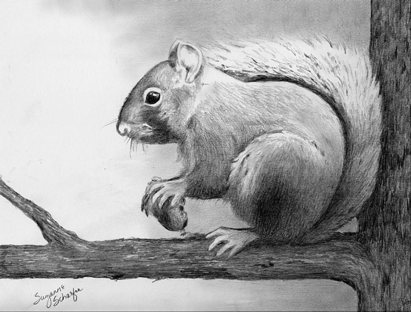 Pencil Drawings  Pencil drawings of animals, Animal drawings