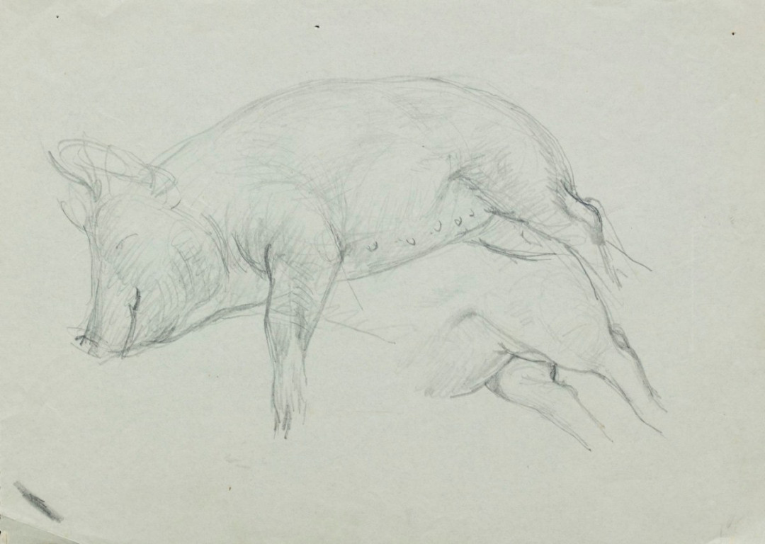 Pig lying down (study for 