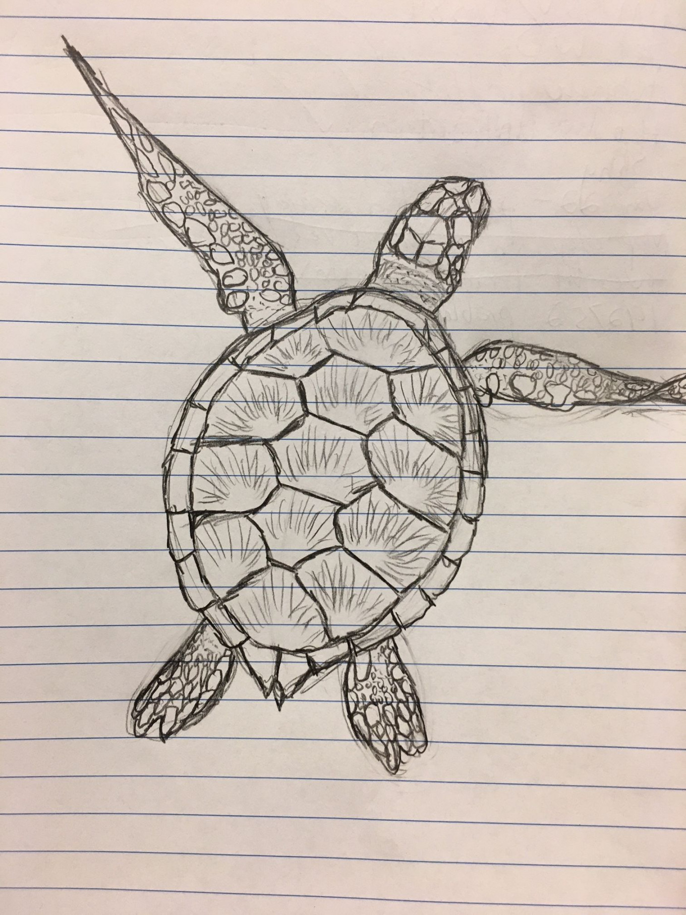 Pin by Avry Akers on art in 202  Turtle sketch, Turtle art