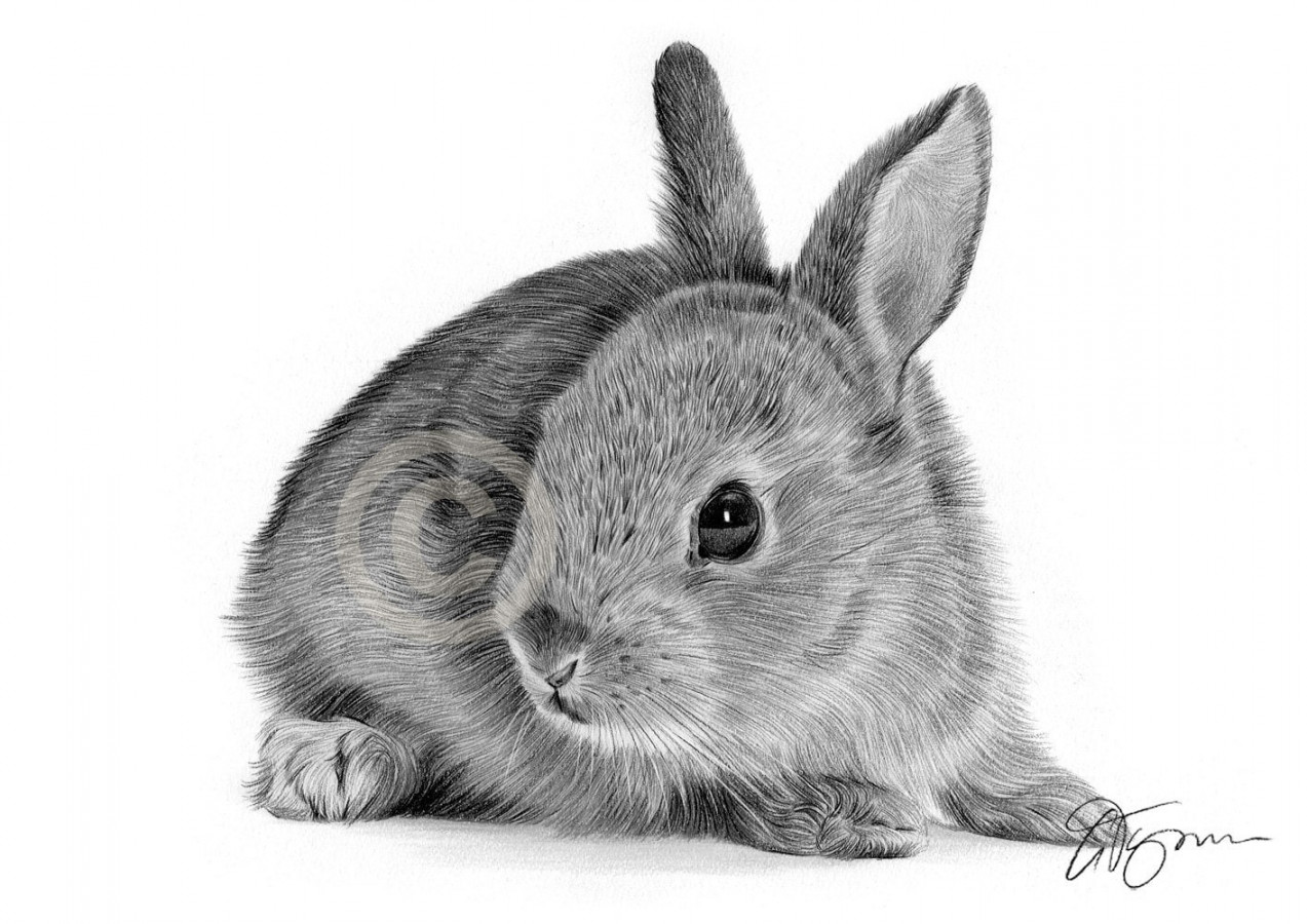 RABBIT pencil drawing print - wildlife art - artwork signed by artist Gary  Tymon - Ltd Ed  prints only - A size - bunny pet portrait