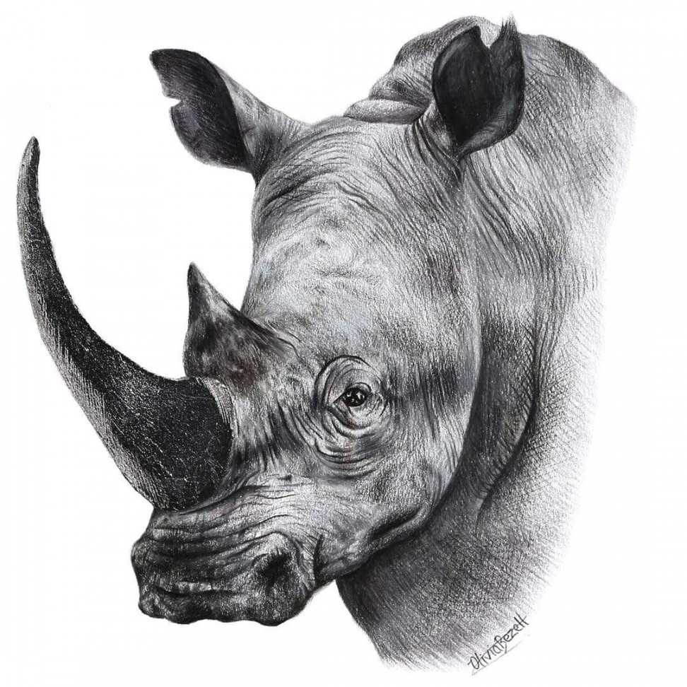 Rhino Art Print by Olivia Bezett - endemicworld