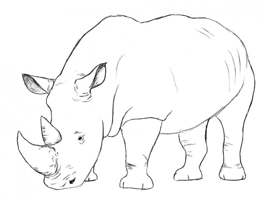 Rhino art, Rhino illustration, Animal drawings