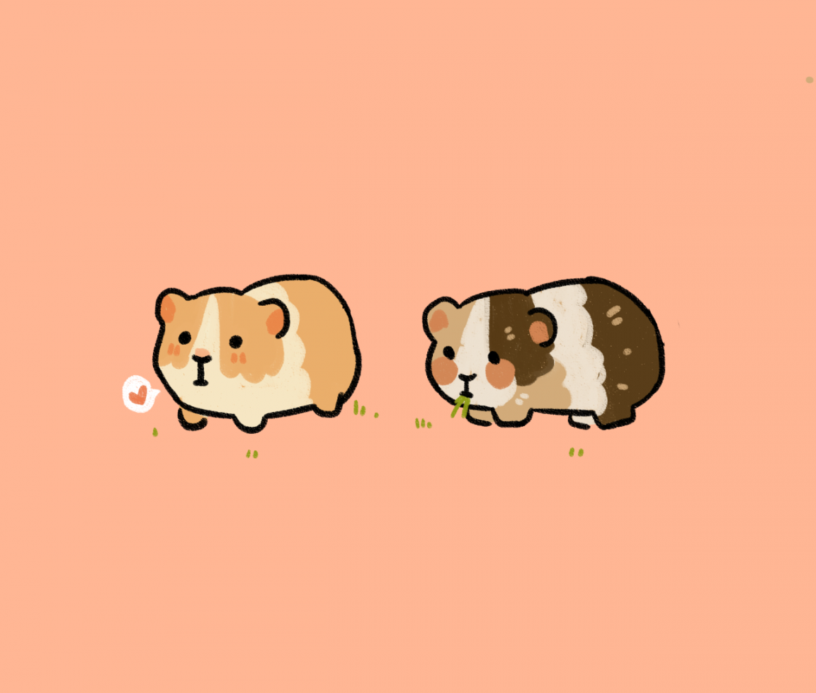 rosarrie / jesse — guinea pig cute