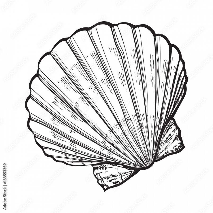 scallop sea shell, sketch style vector illustration isolated on