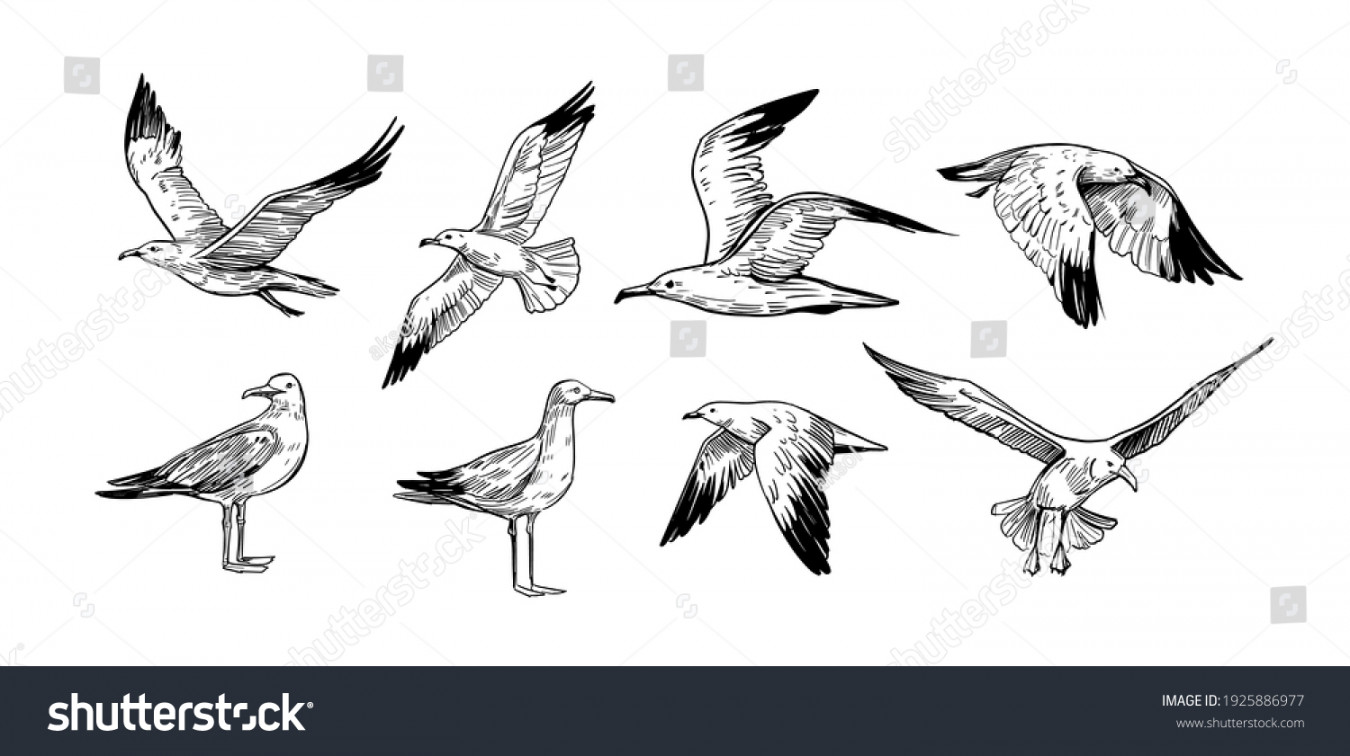 , Seagull Drawing Images, Stock Photos, D objects, & Vectors