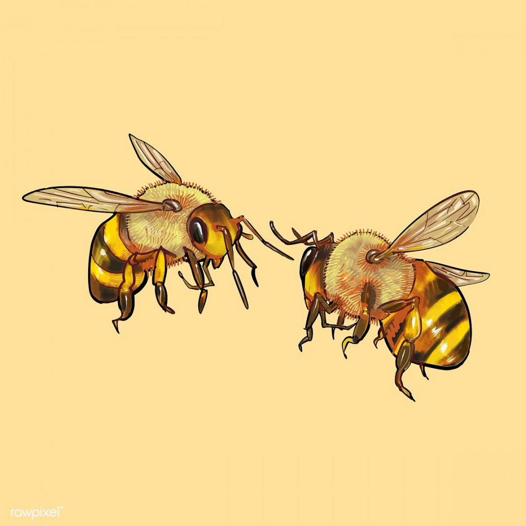 Search  rawpixel  Bee drawing, Bee illustration, How to draw hands