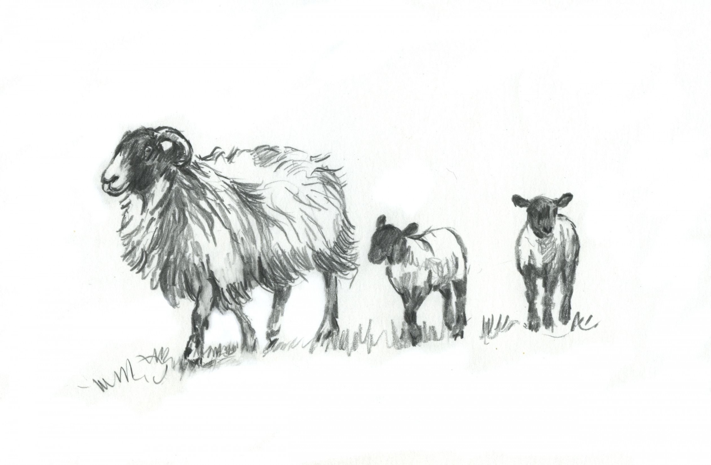 sheep drawing easy  Sheep drawing, Epic drawings, Realistic drawings