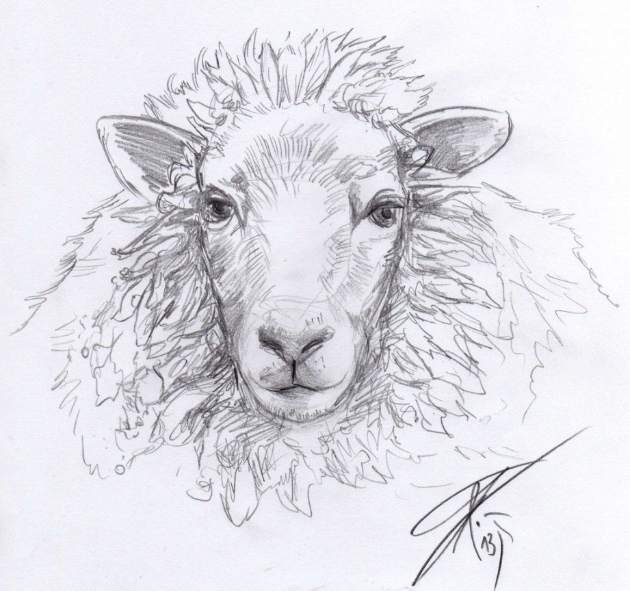 Sheep Sketch by Bruneburg on DeviantArt  Sheep drawing, Sheep