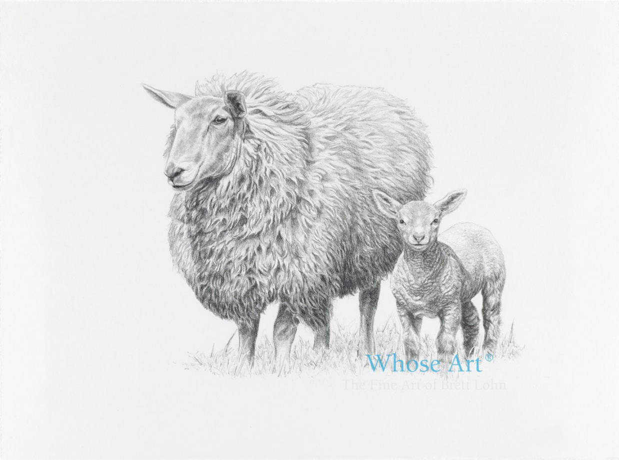 Sheep Wall Art  Beautiful Fine Art Print of a Sheep and Lamb