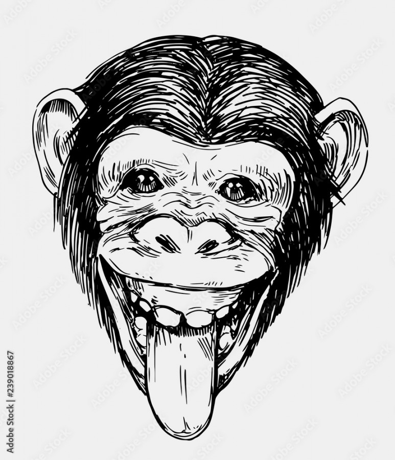 Sketch of a monkey head. Chimpanzee